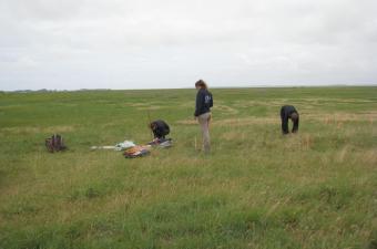 Suivi du Buplèvre menu en baie de Somme