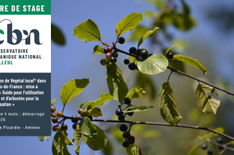 Offre de stage : Utilisation de Végétal local® dans les Hauts-de-France : mise à jour du « Guide pour l’utilisation d’arbres et d’arbustes pour la végétalisation »