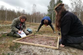 Un état initial des populations de mousses, lichens et flore vasculaire après travaux au sein des landes du Parc Astérix à Plailly (Oise)