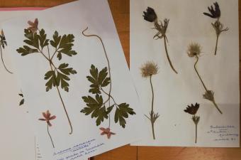 Accueil au CBN de Bailleul de l’herbier des plantes du Professeur Jean-Roger Wattez