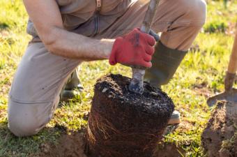 Conférence "Végétaliser : une solution face aux enjeux de demain ?" à Ennevelin (Nord)