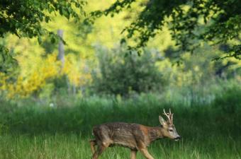 Conférence "L'histoire naturelle des Hauts-de-France" à Lille (Nord)