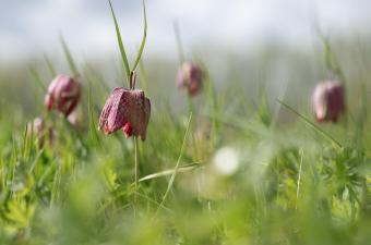 Sortie nature « Éclosions printanières » - Bailleul - GR 128 (Nord)