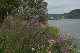 Sortie nature « La java bleue » – Quesnoy-sur-Deûle (Nord)
