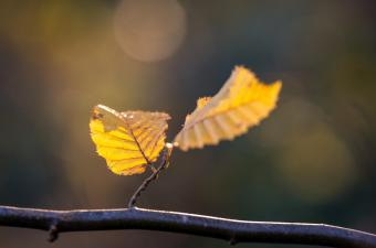 Sortie nature « Les copains d’abord » – Santes (Nord)