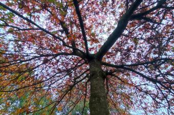 Sortie nature « Sous les rameaux des géants » - Saint-Jans-Cappel (Nord)