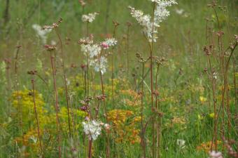 Sortie nature annulée