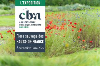 Flore sauvage des Hauts-de-France, la nouvelle exposition du CBN de Bailleul