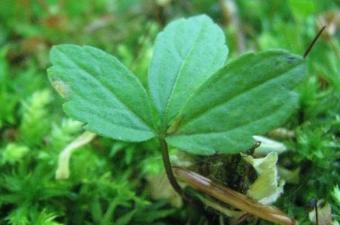 Suivi des expérimentations sur la Cardamine à bulbilles en forêt domaniale de Thelle (Oise)