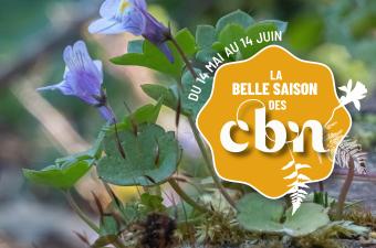Sortie nature « La flore urbaine n’attend que toi ! » - Bailleul - GR 128 (Nord)
