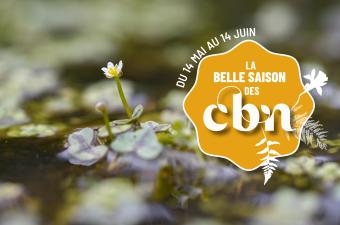 Sortie nature « Mares mais pas aux canards » - Bailleul - GR 128 (Nord)