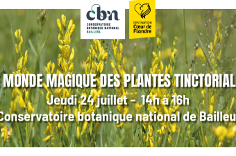 Sortie nature « Le monde magique des plantes tinctoriales » - Bailleul (Nord)