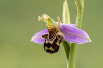 Sortie nature - Découverte de la beauté des plantes sauvages de Bailleul (59)