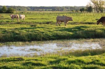 Le CBN s’engage en faveur de la préservation de prairies
