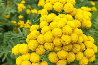 Balade nature à Marcq-en-Baroeul (59)