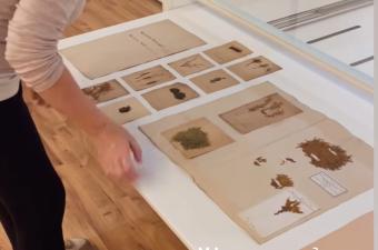 La peau des fleurs - Une exposition au Musée départemental Henri Matisse