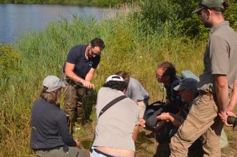 Première observation de la Characée étoilée dans le département du Nord  
