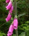 Photo de Digitalis purpurea (C. BLONDEL)