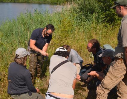 Première observation de la Characée étoilée dans le département du Nord  