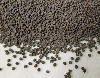 L’équipe de conservation ex situ vous partage quelques secrets de la germination des graines - épisode 1