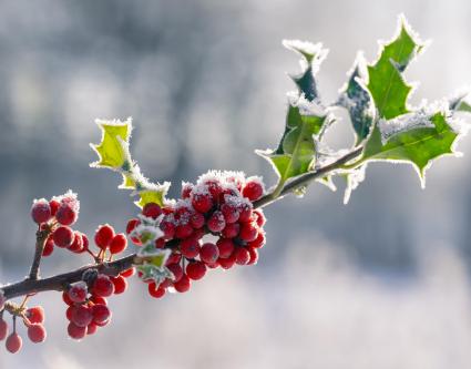 Fermeture du CBN de Bailleul pour les fêtes de fin d'année