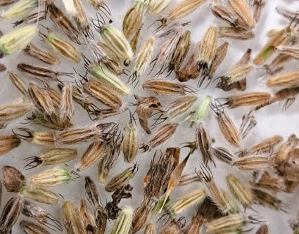 L’équipe de conservation ex situ vous partage quelques secrets de la germination des graines - Episode 2