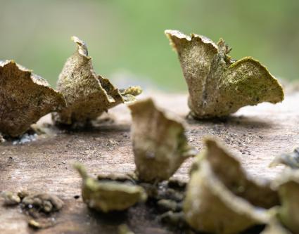 La connaissance de la fonge dans le cercle des missions confiées aux CBN