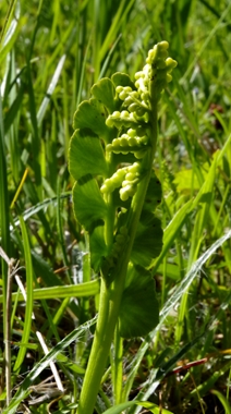 Botrychium
