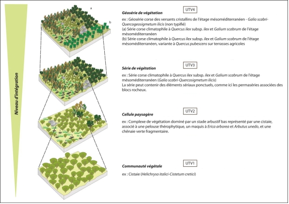 Niveaux d'intégration végétations