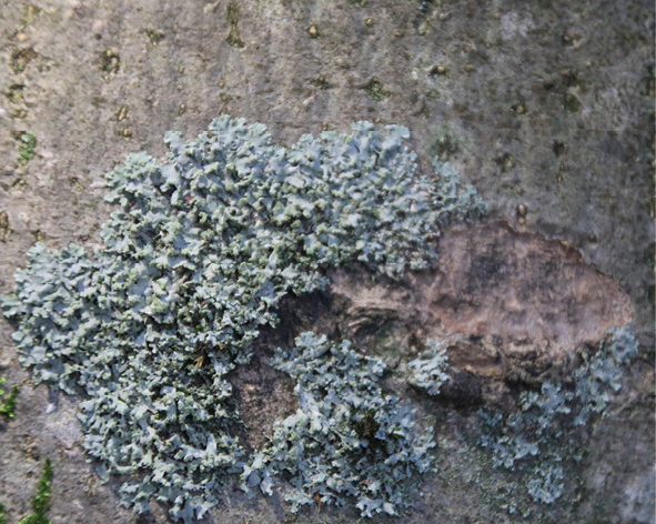 Phaeophyscia chloantha CBNBL