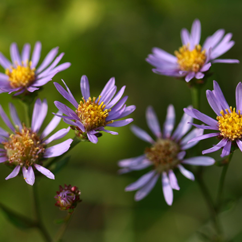 aster